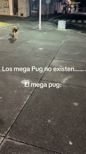 Los Mega Pug: ¿Mito o Realidad?