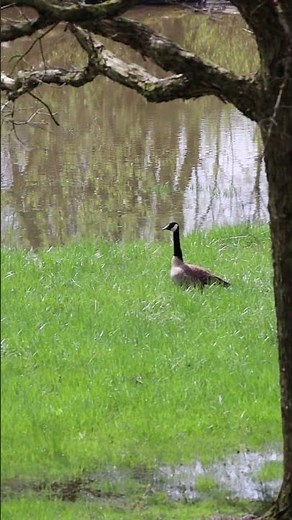 Canadian Goose Call - Honk