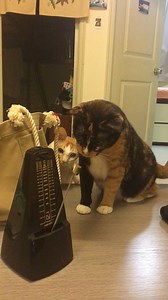 41M views · 42K reactions | These two cats getting freaked out by a simple metronome is too much  | UNILAD | Facebook