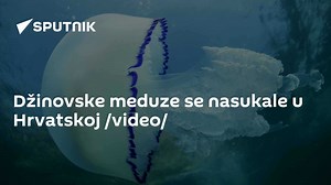 Džinovske meduze se nasukale u Hrvatskoj /video/