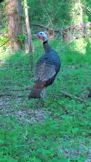 Full Strut, Deadly Aim | Gobbler Bowhunting#gobblerhunting #bowhunting #springgobbler #shorts