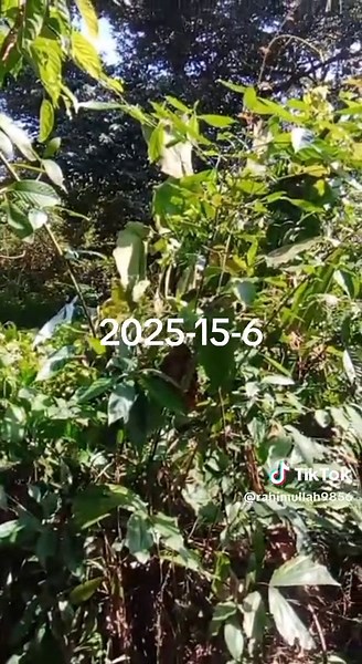 Rahimullah@985 (@rahimullah9856)’s videos with original sound - Rahimullah@985