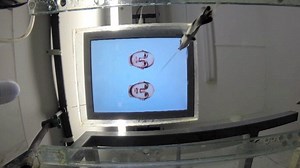 Video: Fish can recognise your face