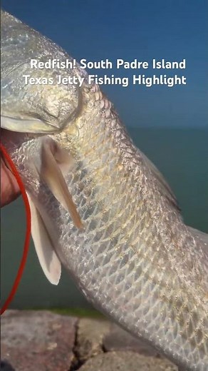 Redfish! South Padre Island Texas Jetty Fishing Highlight #fishing