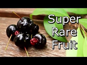Tasting The RARE Grumichama Mirim Fruit! (Eugenia longipedunculata) - Weird Fruit Explorer