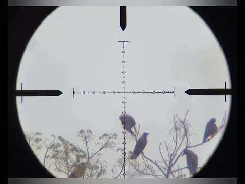 Crow Hunting 🦅 | Complete Guide, Techniques & Outdoor Hunting Adventure