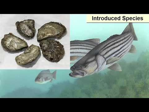 Marine Environmental Challenges