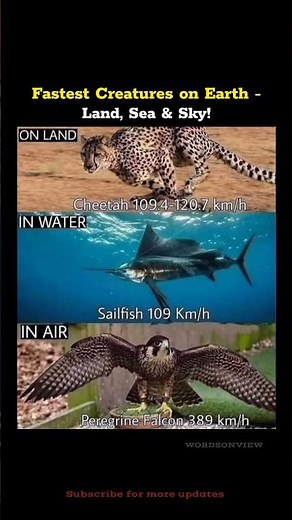 Fastest Creatures on Earth! Land vs Sea vs Sky.