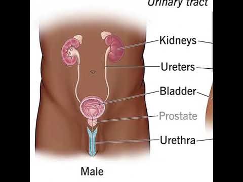 Introduction to the Urinary System