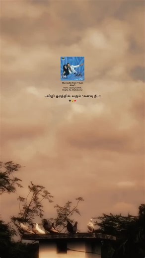 Tamil Reels Creator on Instagram: "~Nee..!!🫀🫵🏻 . #love #she #birds #sky #song"