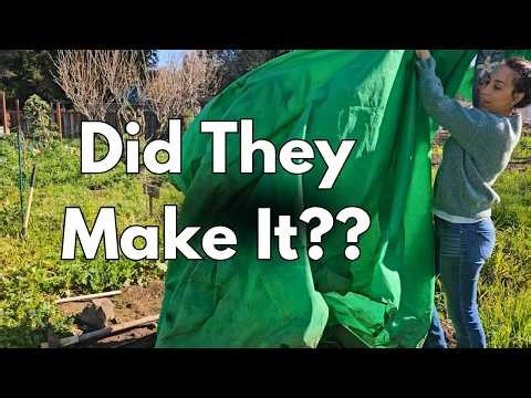 The Big Reveal: Which Of Our Avocado and Mango Trees Survived the Winter?? #zone9b