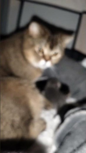 Pasgeboren Britse Korthaar Kittens