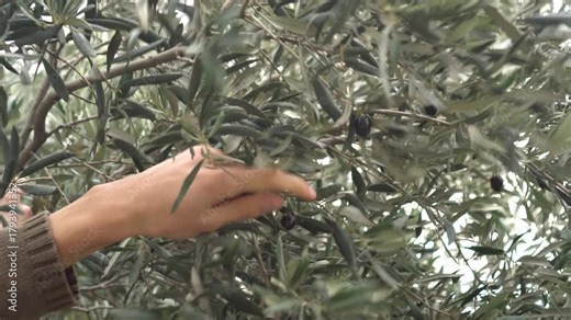 The olive picker. Plantations for the production of extra virgin olive oil in Italy. Olive trees, harvest season