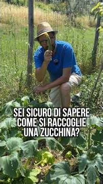 Sai RACCOGLIERE le ZUCCHINE? Sembra facile, ma ci sono accorgimenti importanti