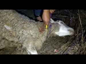 Woman Slaughter Animal | Woman Butcher