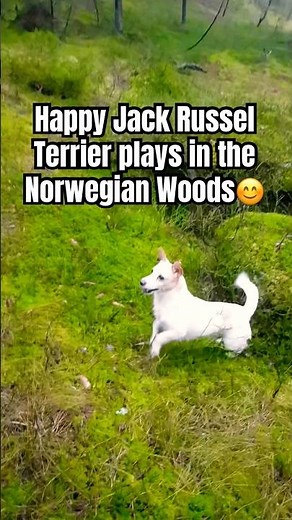 JACK RUSSEL TERRIER plays in the Norwegian Woods🐶 #jackrussellterriers