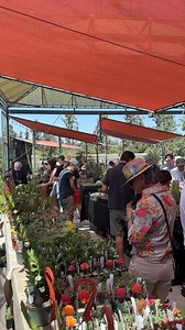 17K views · 323 reactions | The annual Cactus and Succulent Show & Sale starts now!  Stop by this weekend to see prize-winning specimens and find new plants to bring home. Free with admission! Reserve now: https://bit.ly/45yE8le | The Huntington Library, Art Museum, and Botanical Gardens | Facebook