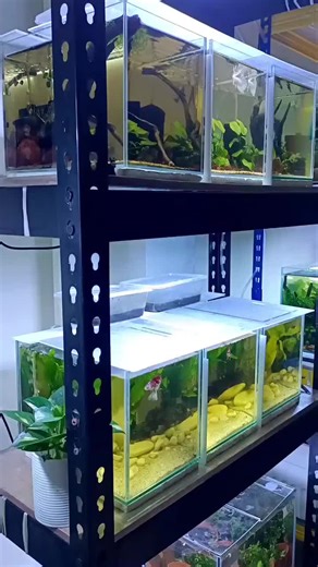Betta rack