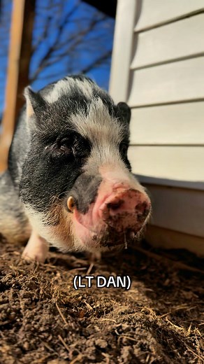 Do y’all think they nailed it? 😜 #ziggysrefuge #pigs #snl #reels #reelschallenge | Ziggy's Refuge Farm Sanctuary