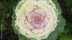 Plant of ornamental cabbage field with green leaves, Ornamental cabbage are cool weather plants that need cool temperatures to produce the best leaf colors.