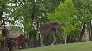 Guinness Book. Le chien le plus grand du monde, Zeus, mesure plus de 2 mètres debout sur ses pattes arrière