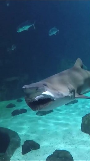 Are Yawns Contagious in Sandtiger Sharks?