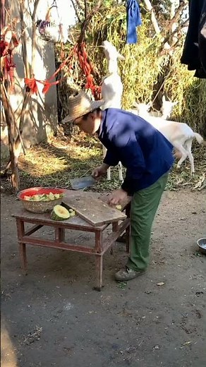 Cut sweet pumpkin for goats#youtube #god #cooking #gods