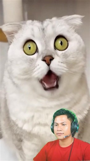 #cutecat#cats #cat #trending #cute #animals #love #lifeisbutadream #kitty #shorts #funny.