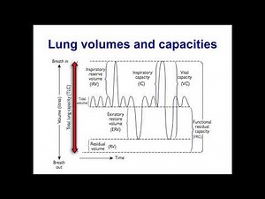 Paediatrics - respiratory system