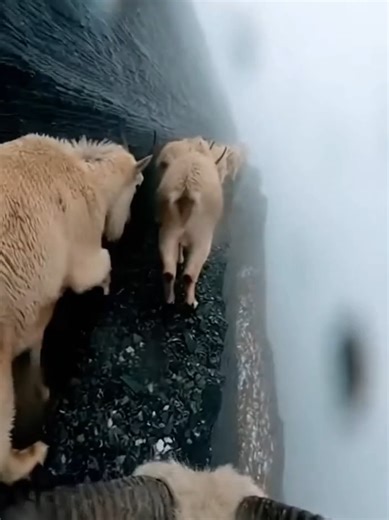 Fearless Mountain Goats in Action