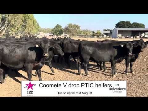 Coomete Heifers