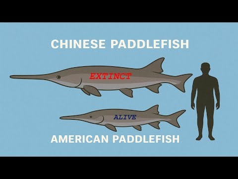 The Largest Freshwater Fish to have Ever Existed