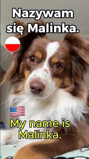 How to Introduce Yourself in Polish 🇵🇱🐶 (Beginner Friendly!)