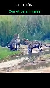 1.6M views · 185K reactions |  El tejón es un animal pequeño pero...