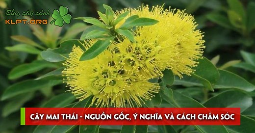 Cây Mai Thái - nguồn gốc, ý nghĩa và cách chăm sóc