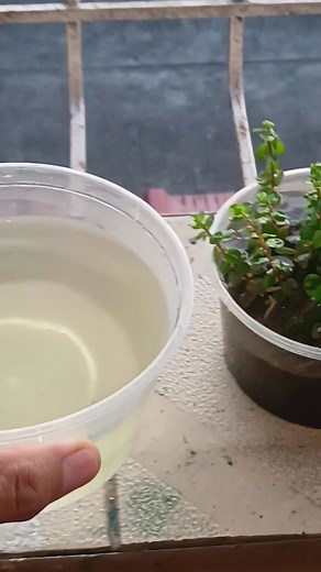 31K views · 291 reactions | Usapang culture #chlorella #fishkeeperlife #daphnia #fbreels2025ツ | Emanuell Barrera | Facebook