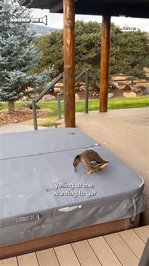 820K views · 24K reactions | She's living her best life 閭 (Via - Adrianne M.) #Duck #Ducks #Funny #Cute | The Pet Collective | Facebook
