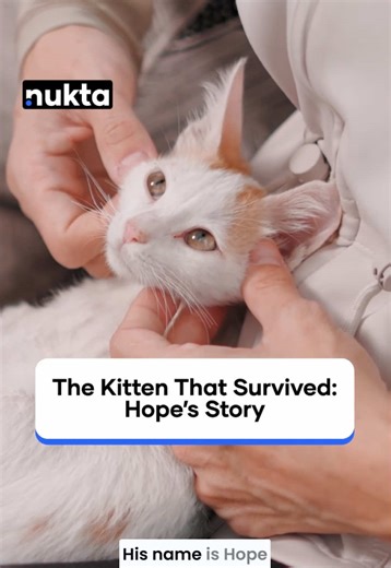 🎥 Watch the full story on YouTube From “lost case” to survivor: this is Hope’s rescue story 🐾🐈 We spent the day with Dina Taji @Dubai street kitties inside her home, where rescued cats recover, grow stronger, and wait for their forever families. Producer: Fatima Benhaddou Video Producers: Azeem Amin & Adnan Tariq Edit: Azeem Amin #DubaiLife #DubaiCats #CatLover #RescueCats #nuktadubai