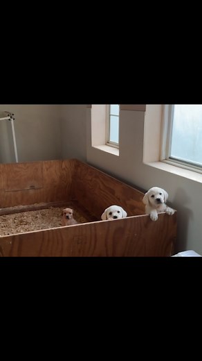 I am so ready to breakout of here for new adventures..... anyone want to take me away travel this world enjoying love ... Call for consideration #mountainhoneylabradors | Mountain Honey Labradors