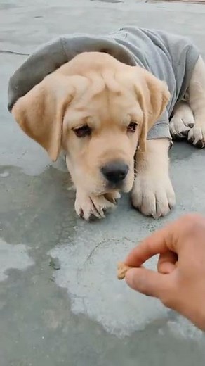 Labrador Puppy Food Wait Command | Bella Nehra |