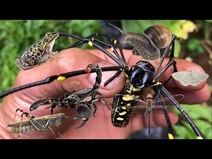 primitive way of catch scorpions and golden spider‼️hunt giant grasshopper, dragonfly, snail, frog