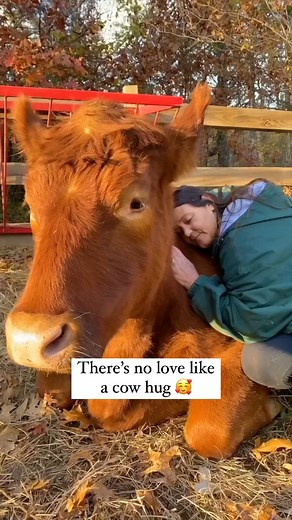 444K views · 24K reactions | Spread the love  | The Gentle Barn | Facebook