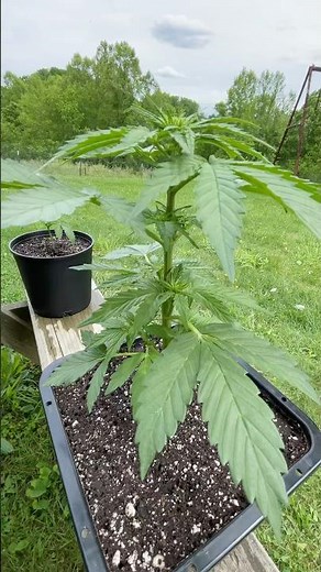 Northern Lights Auto. 4.5 Weeks. RQS Promotional Seed Pack. Sun Grown. #organicgarden #organic