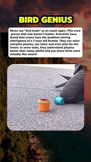 The incredible mind of a crow. #curiosity #mistery