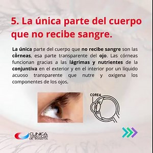 1.2K views · 67 reactions |  El sistema circulatorio es de los principales del cuerpo humano, ya que bombea, transporta y distribuye la sangre, los nutrientes y el oxígeno por todo el cuerpo. ❤ ¡Conoce 5 curiosidades que no sabías acerca del sistema circulatorio! ¿Sabes de alguna otra? #SistemaCirculatorio #sangre #venas #capilares #artery #arteria #infart #corazon #sanguine #latido #oxigeno #miocardio #infarto | Clínica Vascular de Bogotá | Facebook