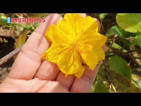 🎆 On January 1st, 2026, I'm offering a pair of beautiful flowering dwarf bonsai trees for sale to...