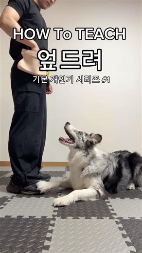 강아지 엎드려 교육 쉽게 따라하기