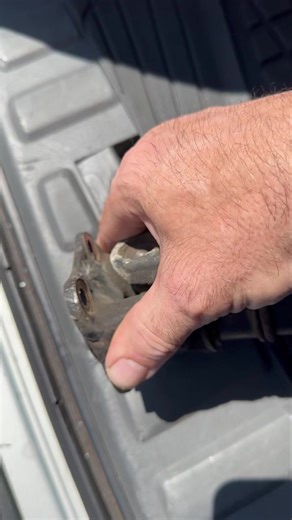 53K views · 153 reactions | Be sure to check your salvage yard parts before installing them. Better yet, before you pay for them and leave the lot. I’m taking this axle back. I ordered a ‘new’ one that I’ll use instead. #ujoint #junkyard #usedparts #tipsandtricks #salvageyard #ericthecarguy | EricTheCarGuy | Facebook