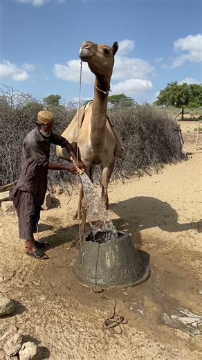 يسقط الماء من فم الجمل بسبب كثرة الماء على ظهره