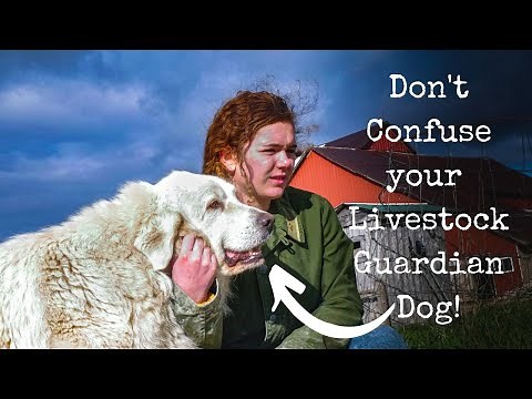How To Train Your Great Pyrenees Dog To Guard Livestock On The Homestead